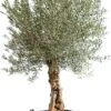 Olijfboom (Olea Europaea) D 130 H 150 Cm 2 Olijfboom (Olea Europaea) D 130 H 150 Cm -PlantenPuur Verkoopwinkel 8717263711261 2