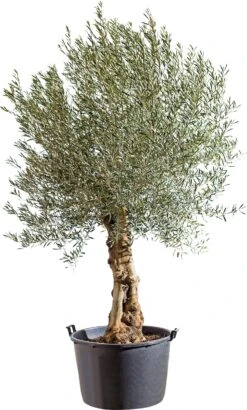 Olijfboom (Olea Europaea) D 130 H 150 Cm