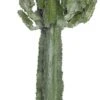 Cowboycactus (Euphorbia Ingens) D 24 H 100 Cm 2 Cowboycactus (Euphorbia Ingens) D 24 H 100 Cm -PlantenPuur Verkoopwinkel 8717263712459 1