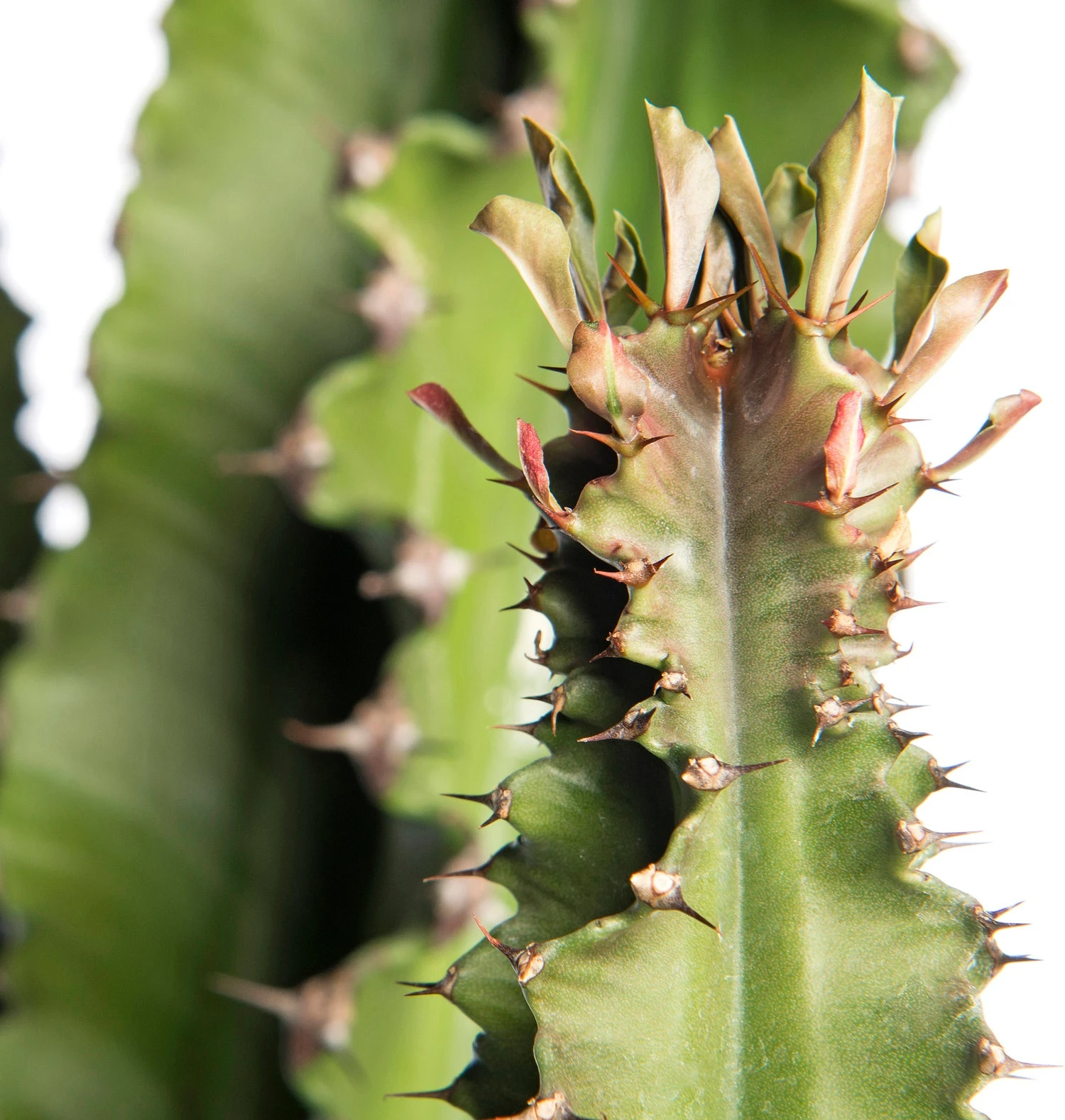 Cowboycactus (Euphorbia Ingens) D 30 H 140 Cm 4 Cowboycactus (Euphorbia Ingens) D 30 H 140 Cm - Afbeelding 2