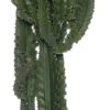 Cowboycactus (Euphorbia Ingens) D 30 H 140 Cm -PlantenPuur Verkoopwinkel 8717263712466 1