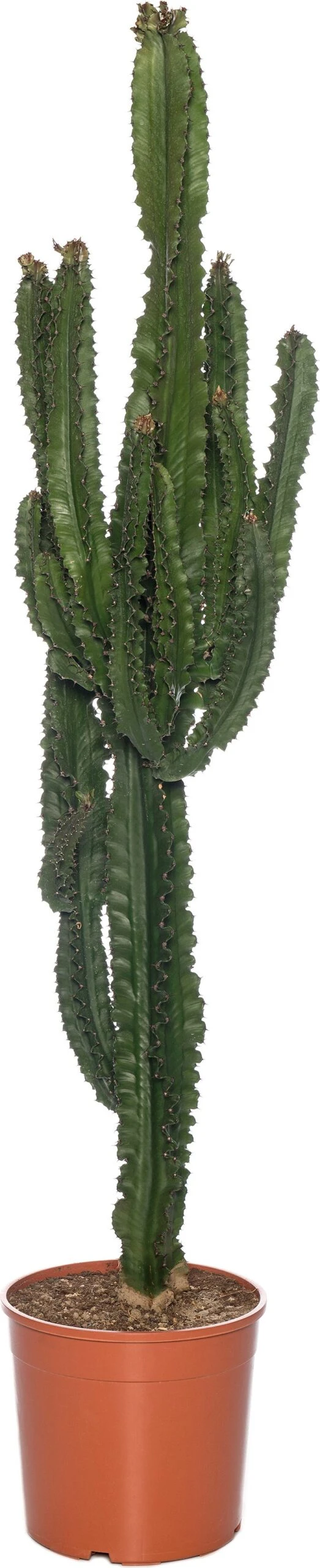 Cowboycactus (Euphorbia Ingens) D 30 H 140 Cm 3 Cowboycactus (Euphorbia Ingens) D 30 H 140 Cm