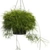 Rotskoraal (Rhipsalis Cassutha) D 17 H 25 Cm 1 Rotskoraal (Rhipsalis Cassutha) D 17 H 25 Cm -PlantenPuur Verkoopwinkel 8717263716570