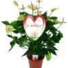 Flamingoplant (Anthurium Andreanum 'Jaguar Green') D 21 H 80 Cm