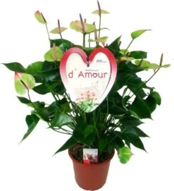 Flamingoplant (Anthurium Andreanum 'Jaguar Green') D 21 H 80 Cm