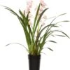 Cymbidium (Cymbidium) Roze D 14 H 80 Cm -PlantenPuur Verkoopwinkel 8717263718383