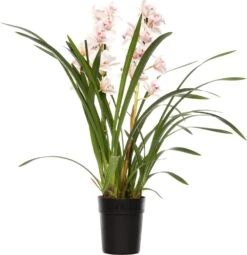 Cymbidium (Cymbidium) Roze D 14 H 80 Cm