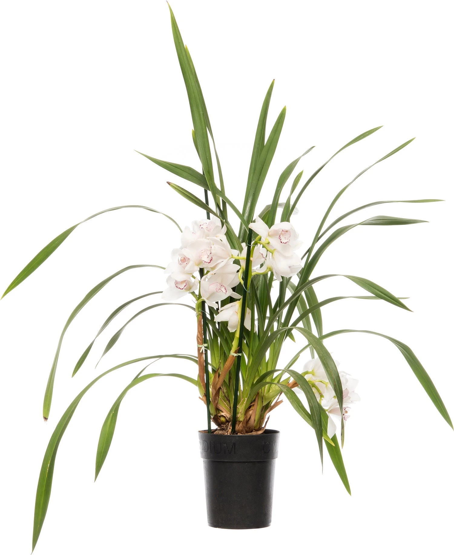 Cymbidium (Cymbidium) Licht Roze D 14 H 80 Cm 3 Cymbidium (Cymbidium) Licht Roze D 14 H 80 Cm