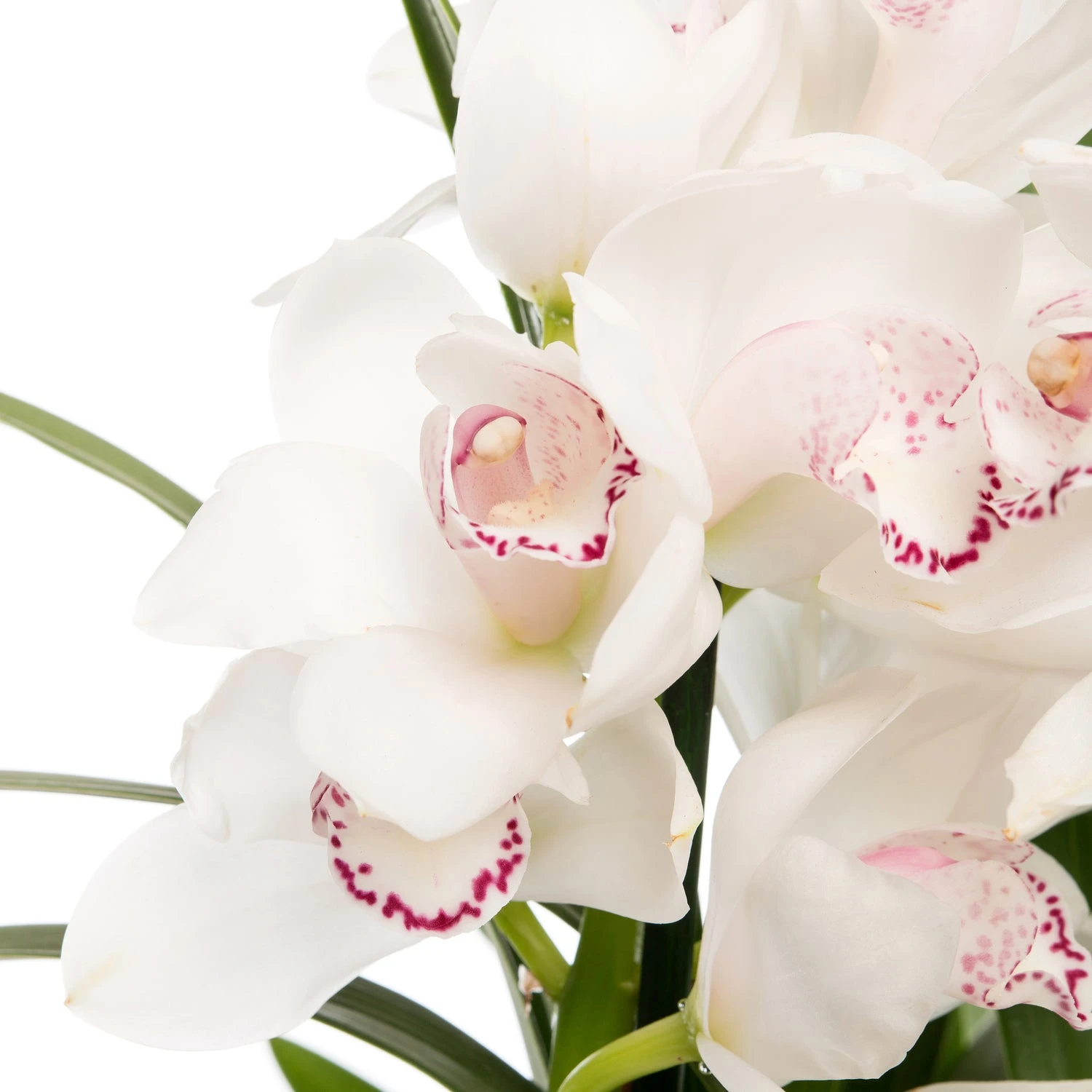 Cymbidium (Cymbidium) Licht Roze D 14 H 80 Cm 4 Cymbidium (Cymbidium) Licht Roze D 14 H 80 Cm - Afbeelding 2