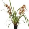 Cymbidium (Cymbidium 'Los Angeles') D 14 H 80 Cm -PlantenPuur Verkoopwinkel 8717263718413
