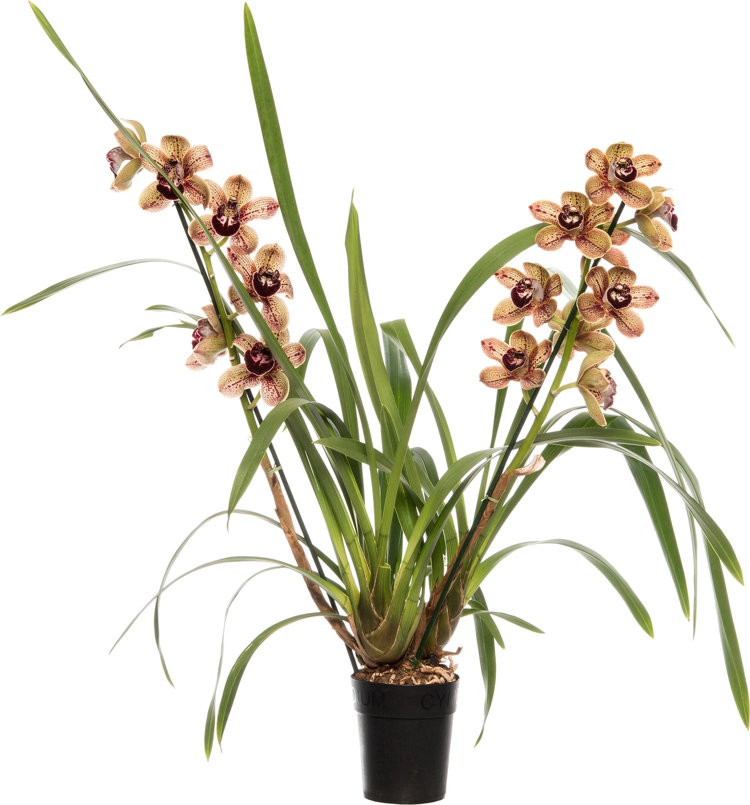 Cymbidium (Cymbidium 'Los Angeles') D 14 H 80 Cm 3 Cymbidium (Cymbidium 'Los Angeles') D 14 H 80 Cm