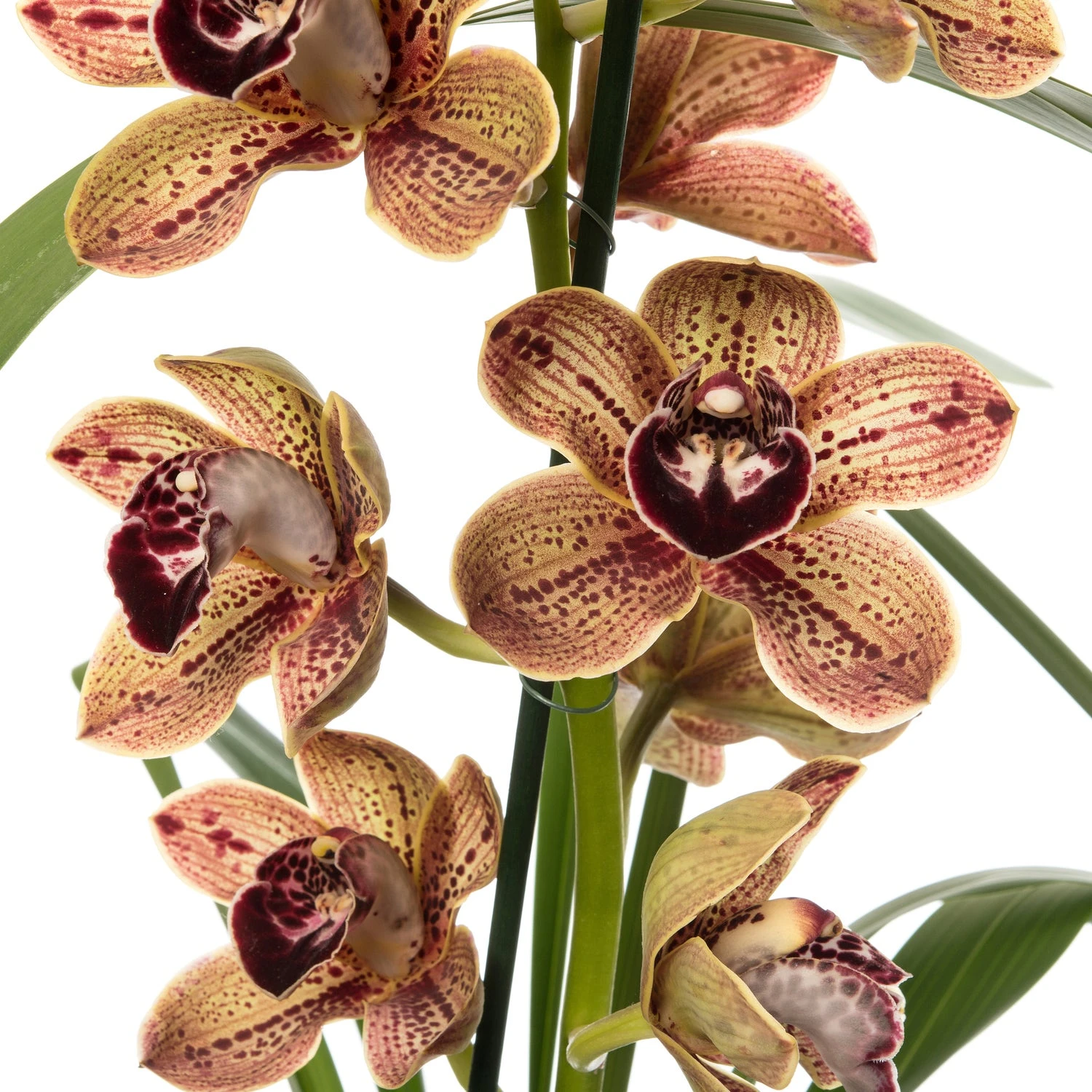 Cymbidium (Cymbidium 'Los Angeles') D 14 H 80 Cm 4 Cymbidium (Cymbidium 'Los Angeles') D 14 H 80 Cm - Afbeelding 2