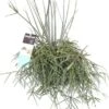 Rotskoraal (Rhipsalis Pilocarpa) D 17 H 30 Cm 1 Rotskoraal (Rhipsalis Pilocarpa) D 17 H 30 Cm -PlantenPuur Verkoopwinkel 8717263722588
