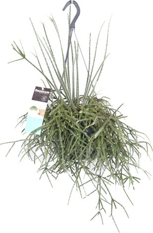 Rotskoraal (Rhipsalis Pilocarpa) D 17 H 30 Cm 3 Rotskoraal (Rhipsalis Pilocarpa) D 17 H 30 Cm