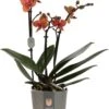 Vlinderorchidee (Phalaenopsis Multiflora) Oranje D 12 H 50 Cm -PlantenPuur Verkoopwinkel 8717263722670