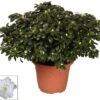 Azalea Xl (Rhododendron Simsii) Wit D 25 H 60 Cm