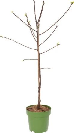 Biologische Kers (Prunus Avium 'Kordia') D 23 H 80 Cm