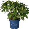 Rhododendron (Rhododendron 'XXL') D 23 H 80 Cm 2 Rhododendron (Rhododendron 'XXL') D 23 H 80 Cm -PlantenPuur Verkoopwinkel 8717263728719 0