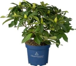 Rhododendron (Rhododendron 'XXL') D 23 H 80 Cm