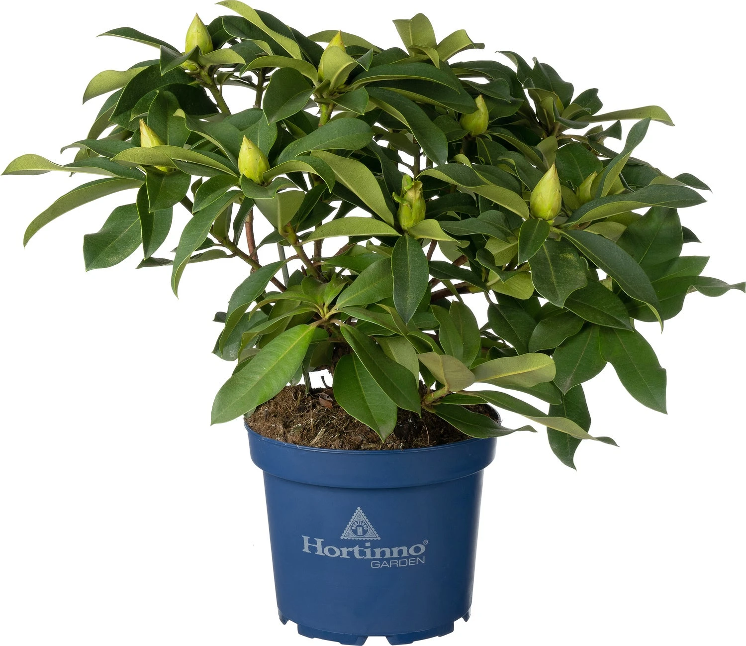 Rhododendron (Rhododendron 'XXL') D 23 H 80 Cm 3 Rhododendron (Rhododendron 'XXL') D 23 H 80 Cm