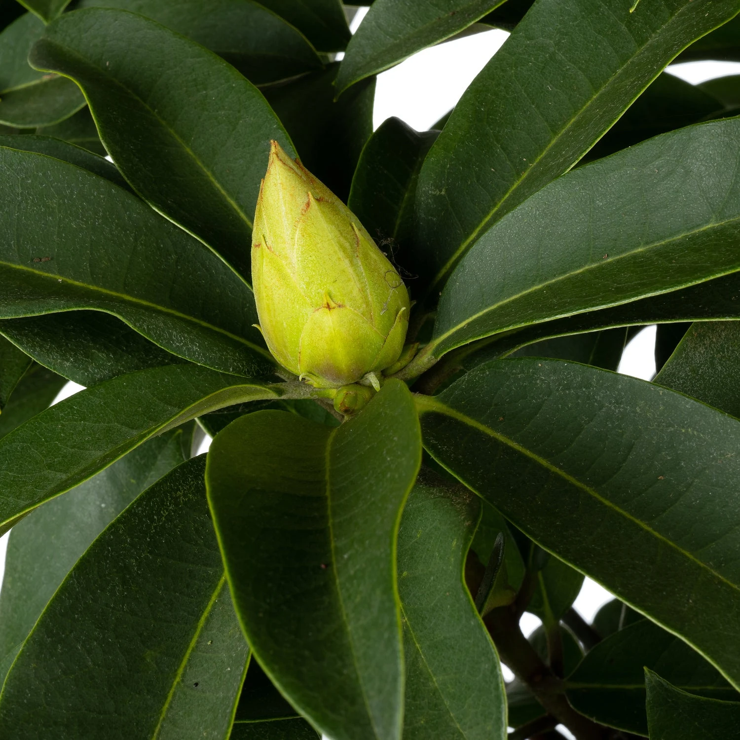 Rhododendron (Rhododendron 'XXL') D 23 H 80 Cm 4 Rhododendron (Rhododendron 'XXL') D 23 H 80 Cm - Afbeelding 2