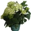 Hortensia (Hydrangea 'Magical Noblesse') Wit D 20 H 45 Cm -PlantenPuur Verkoopwinkel 8717263730354