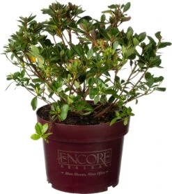 Dwerg Rhododendron (Rhododendron 'Encore Autumn Fire') D 19 H 25 Cm