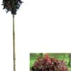 Rode Esdoorn (Acer Platanoides 'Crimson Sentry') D 32 H 210 Cm 1 Rode Esdoorn (Acer Platanoides 'Crimson Sentry') D 32 H 210 Cm -PlantenPuur Verkoopwinkel 8717263732433