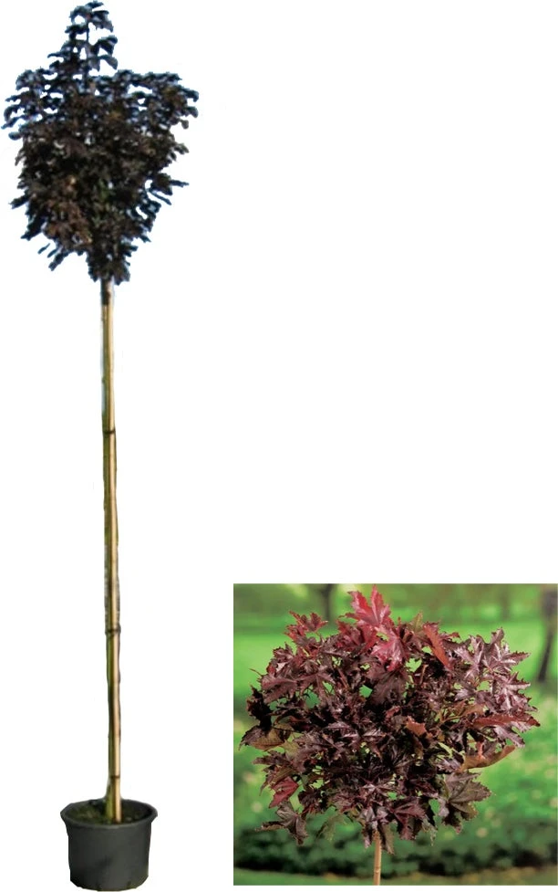 Rode Esdoorn (Acer Platanoides 'Crimson Sentry') D 32 H 210 Cm 3 Rode Esdoorn (Acer Platanoides 'Crimson Sentry') D 32 H 210 Cm