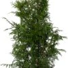 Levensboom (Thuja Occidentalis 'Brabant') D 28 H 120 Cm