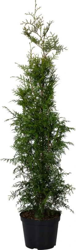Levensboom (Thuja Occidentalis 'Brabant') D 28 H 120 Cm
