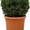 Taxus (Taxus Media 'Hillii') D 26 H 25 Cm