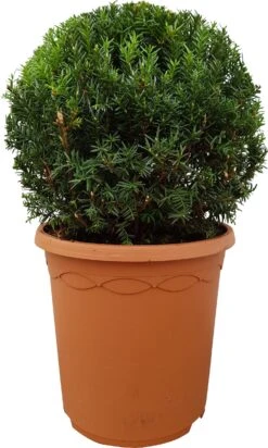 Taxus (Taxus Media 'Hillii') D 26 H 25 Cm