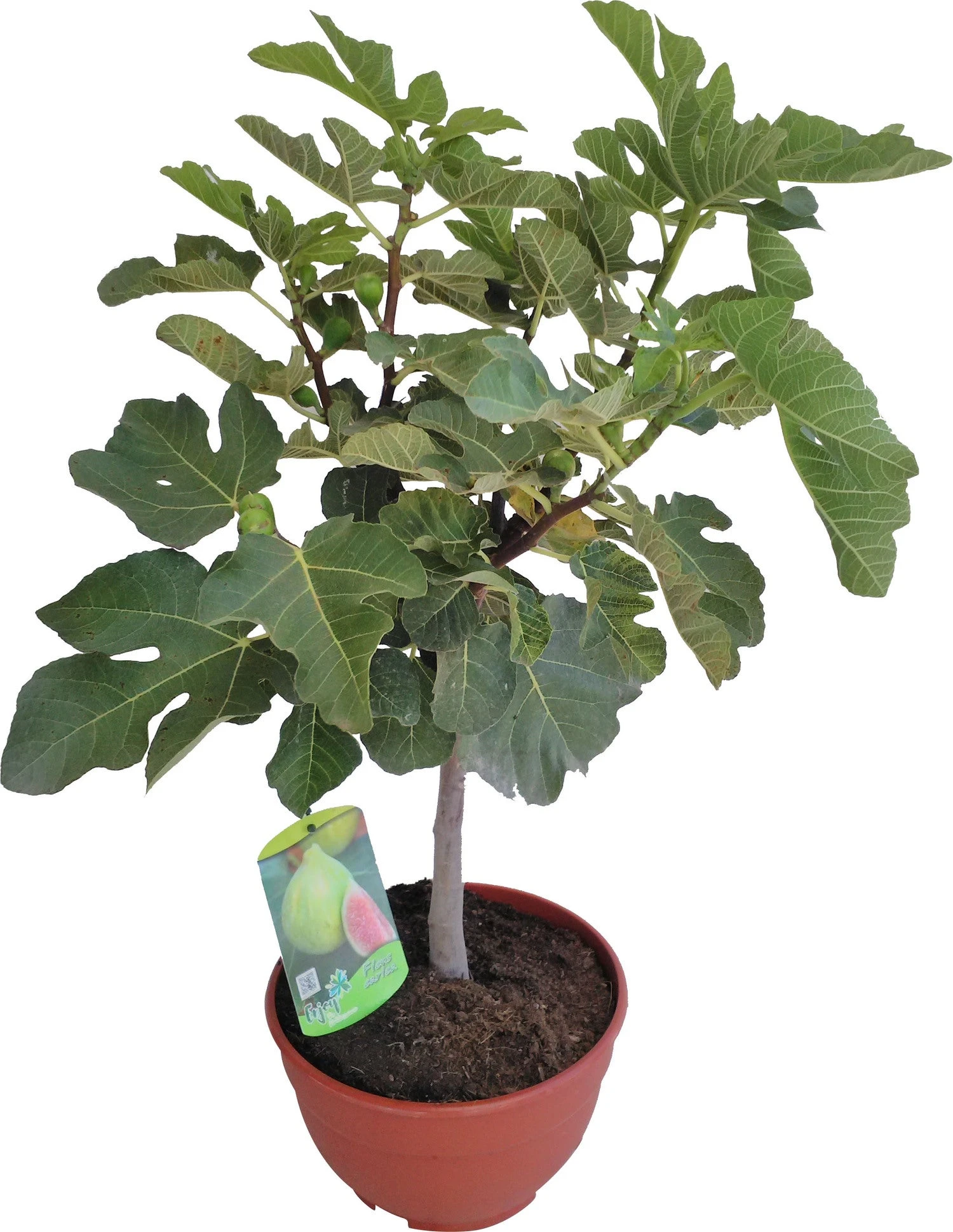 Vijg (Ficus Carica) D 25 H 60 Cm 3 Vijg (Ficus Carica) D 25 H 60 Cm