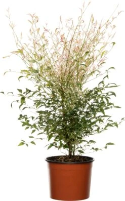 Hemelse Bamboe (Nandina Domestica 'Twilight') D 17 H 50 Cm