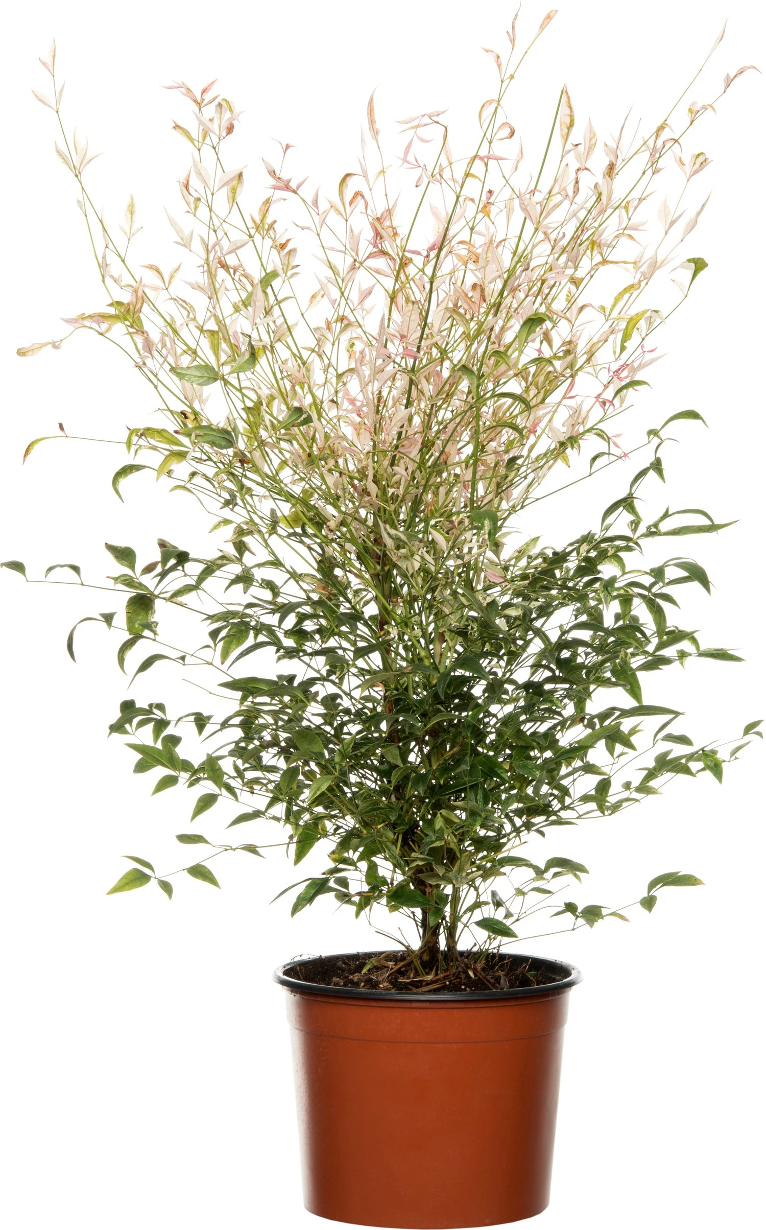 Hemelse Bamboe (Nandina Domestica 'Twilight') D 17 H 50 Cm 3 Hemelse Bamboe (Nandina Domestica 'Twilight') D 17 H 50 Cm