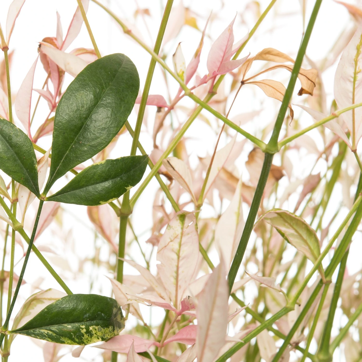 Hemelse Bamboe (Nandina Domestica 'Twilight') D 17 H 50 Cm 4 Hemelse Bamboe (Nandina Domestica 'Twilight') D 17 H 50 Cm - Afbeelding 2