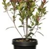 Glansmispel Op Stam (Photinia Fraseri 'Carré Rouge') D 27 H 90 Cm 2 Glansmispel Op Stam (Photinia Fraseri 'Carré Rouge') D 27 H 90 Cm -PlantenPuur Verkoopwinkel 8717263737223