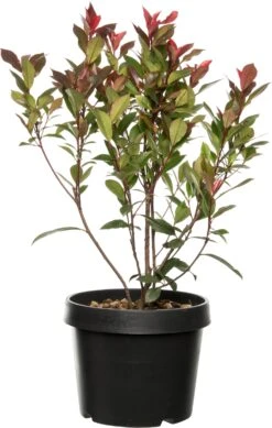 Glansmispel Op Stam (Photinia Fraseri 'Carré Rouge') D 27 H 90 Cm