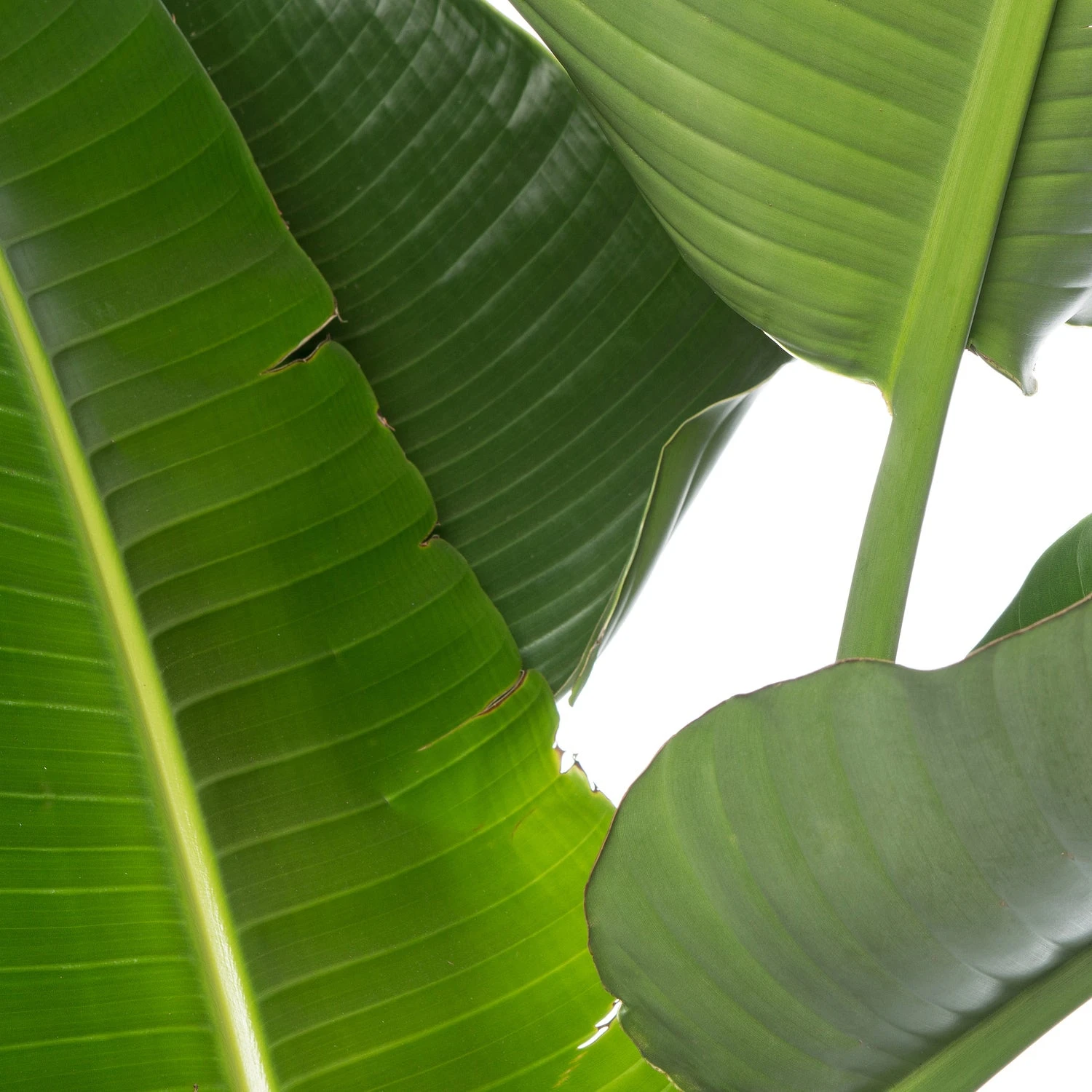 Paradijsvogelplant (Strelitzia Nicolai) D 35 H 160 Cm 4 Paradijsvogelplant (Strelitzia Nicolai) D 35 H 160 Cm - Afbeelding 2