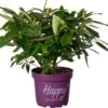 Rhododendron (Rhododendron 'Pushy Purple' ) D 23 H 30 Cm -PlantenPuur Verkoopwinkel 8717263759737 0