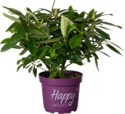 Rhododendron (Rhododendron 'Pushy Purple' ) D 23 H 30 Cm