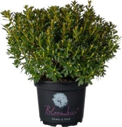 Klein Bladige Rhododendron (Rhododendron Micranthum 'Bloombux') D 23 H 30 Cm