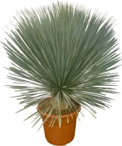 Palmlelie Op Stam (Yucca Rostrata) D 40 H 100 Cm