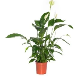 Lepelplant (Spathiphyllum 'Bingo Cupido') D 19 H 80 Cm