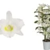 Bamboe-orchidee (Dendrobium Nobile 'Apollon') 2 Tak, D 12 H 50 Cm 1 Bamboe-orchidee (Dendrobium Nobile 'Apollon') 2 Tak, D 12 H 50 Cm -PlantenPuur Verkoopwinkel 8717263761372 0