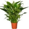Lepelplant (Spathiphyllum 'Sweet Sebastiano') D 27 H 140 Cm -PlantenPuur Verkoopwinkel 8717263763116