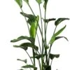 Paradijsvogelplant (Strelitzia Nicolai) D 27 H 180 Cm -PlantenPuur Verkoopwinkel 8717263764571 1