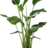 Paradijsvogelplant (Strelitzia Nicolai) D 27 H 140 Cm 1 Paradijsvogelplant (Strelitzia Nicolai) D 27 H 140 Cm -PlantenPuur Verkoopwinkel 8717263764755