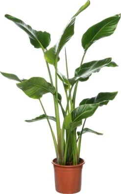 Paradijsvogelplant (Strelitzia Nicolai) D 27 H 140 Cm